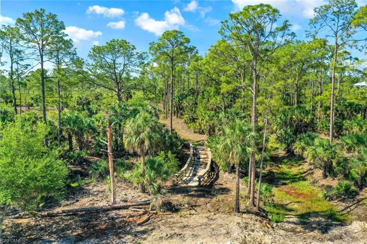 Lush natural landscape featuring mature pine trees and diverse undergrowth