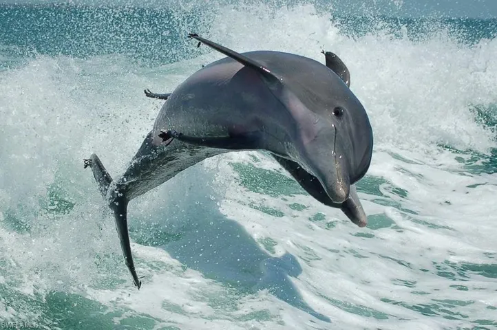 Marco Dolphin