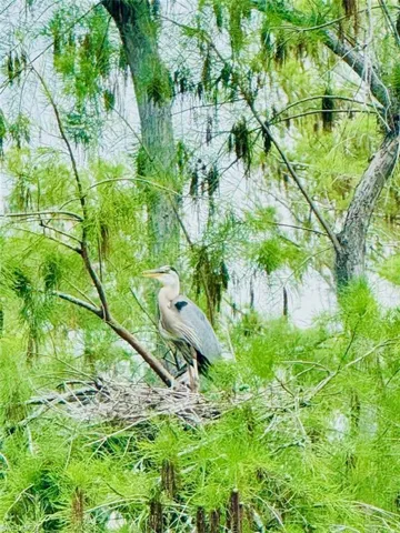 Nesting great blue heron