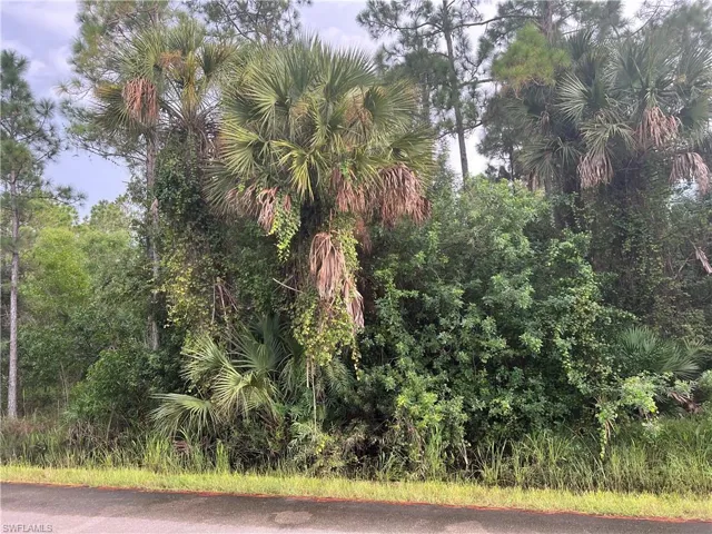 View of local wilderness
