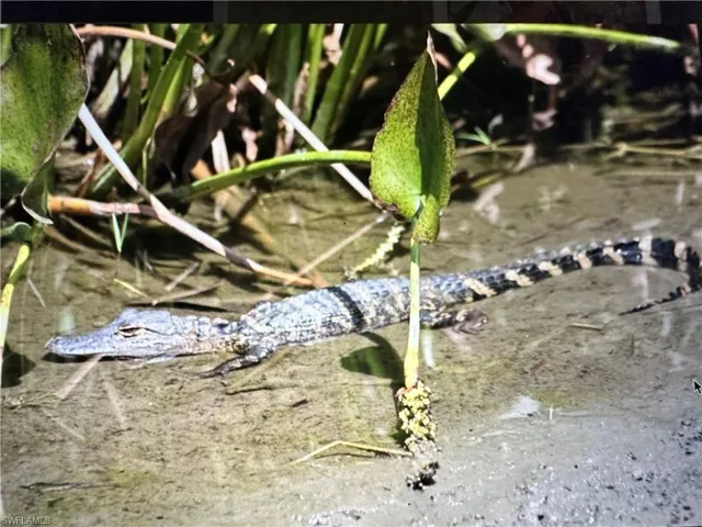 Yes there are gators Ein all ponds of FL