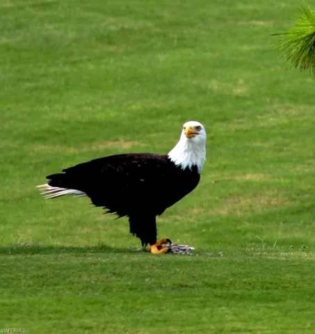 Eagle on 7th fairway