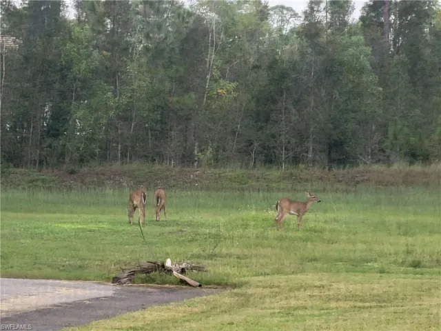 Wildlife