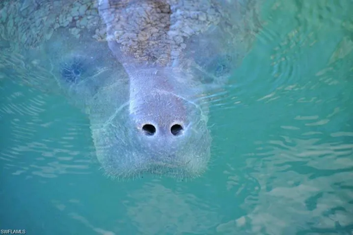 KAYAK WITH THE MANATEES