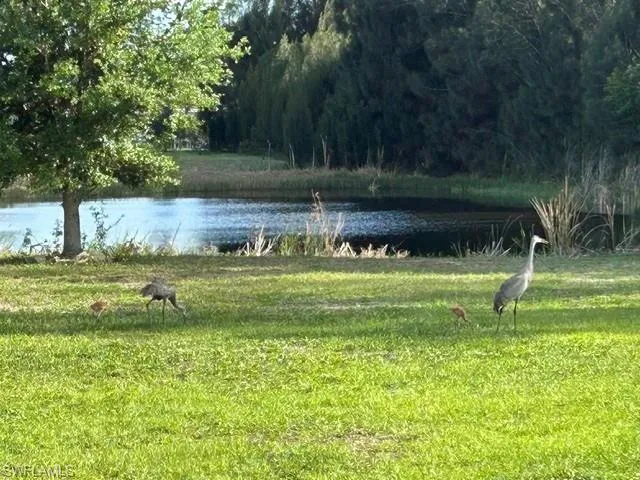 Sandhill crane family live at the lake