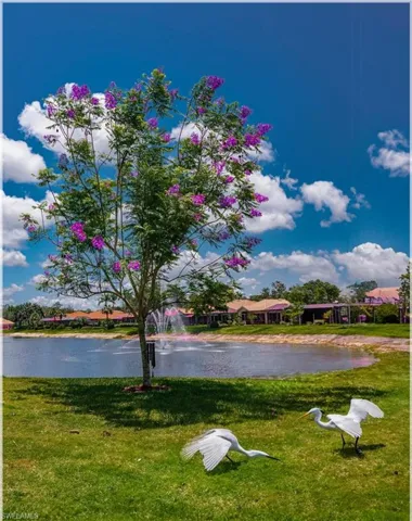 Jacaranda tree blooms in late spring/early summer
