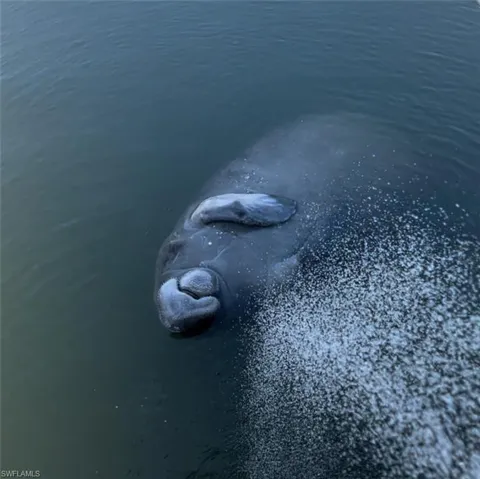 Enjoy the manatees in the canal.  The dolphins are plentiful as well!