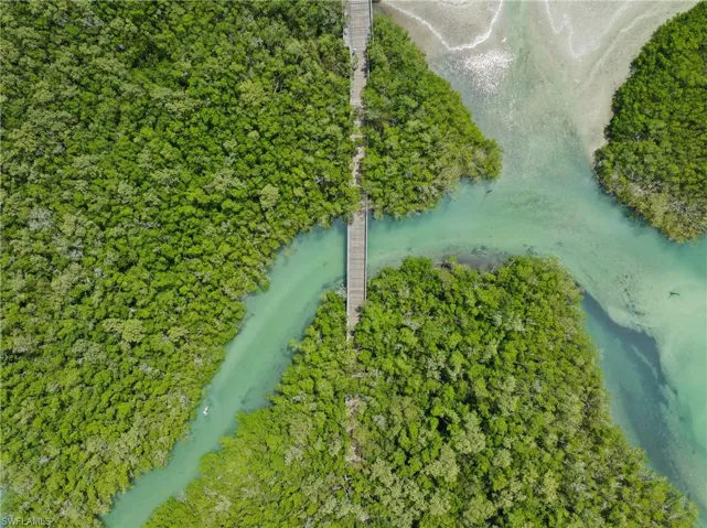 Boardwalk through the mangroves