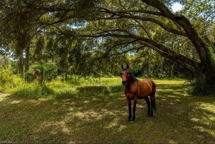 6.5 acres ready for horses