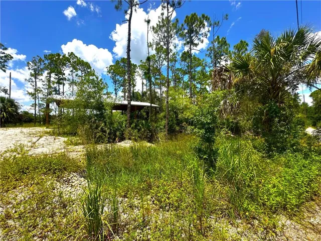 View of local wilderness