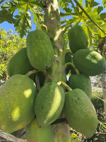 Fruit trees