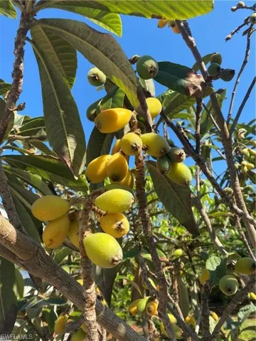 Fruit trees