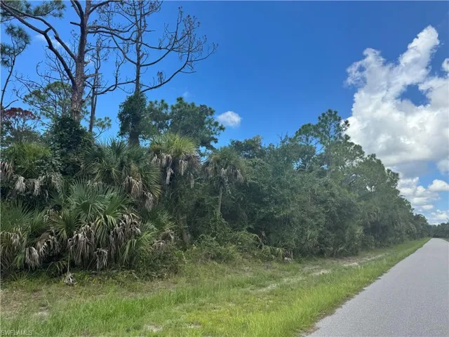 Beach Street. Paved road frontage with natural vegetation, mature trees, and palm foliage