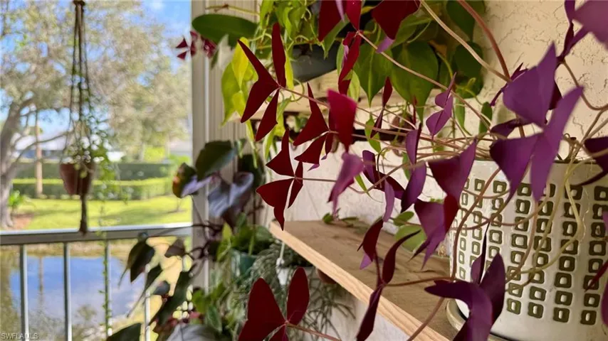Screened lanai plants