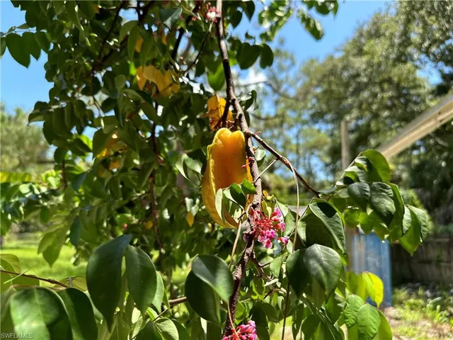 Succulent Star Fruit and many more fruits