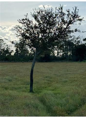 Oak tree in back 1/2 of property