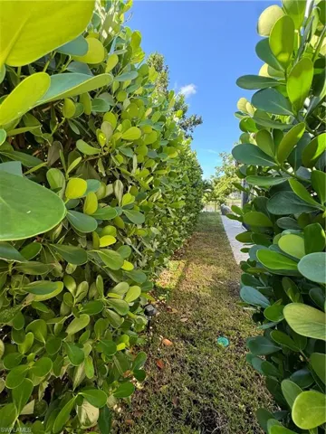 Calusa plants surround the sides for privacy