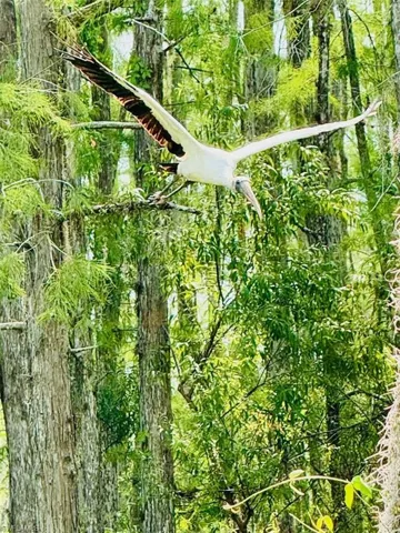 Wood stork in the cypress preserve