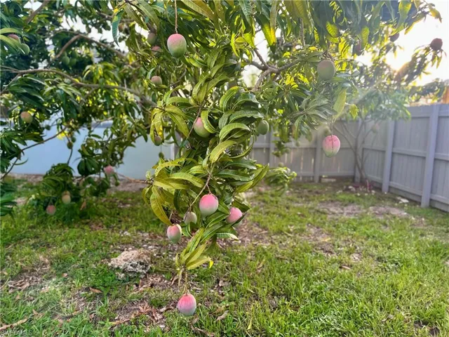 Mature fruit-bearing tree with visible fruit, set within a grassy area