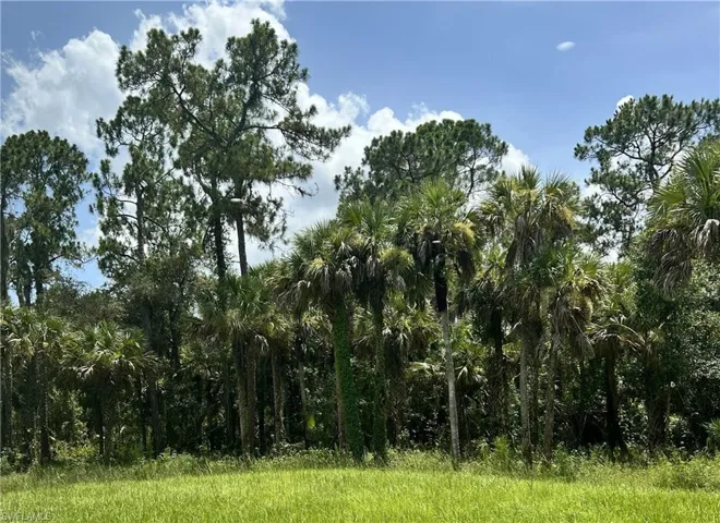 View of woods