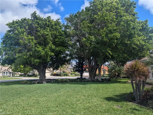 Banyan trees in front yard