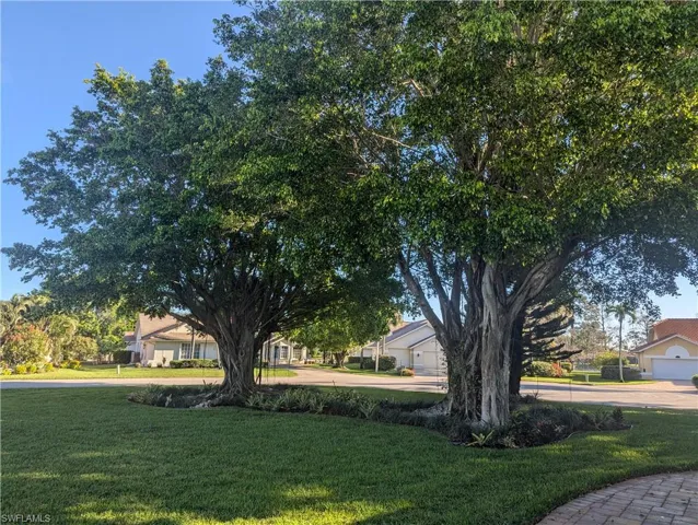 View of yard with a magnificent banyan trees