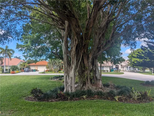 View of yard featuring banyan trees