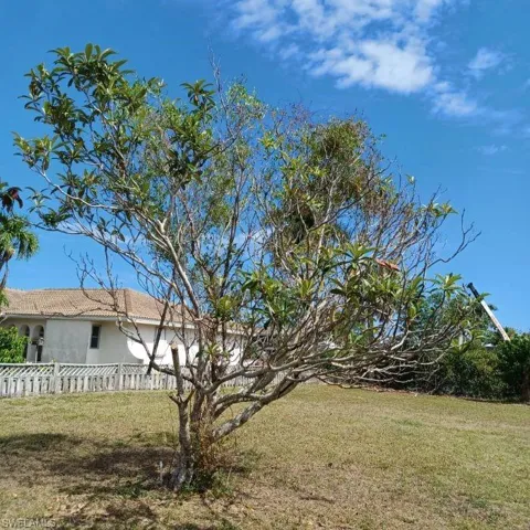 Mango Tree