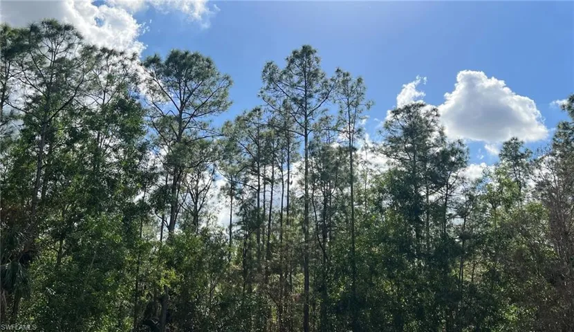 View of backyard wooded area