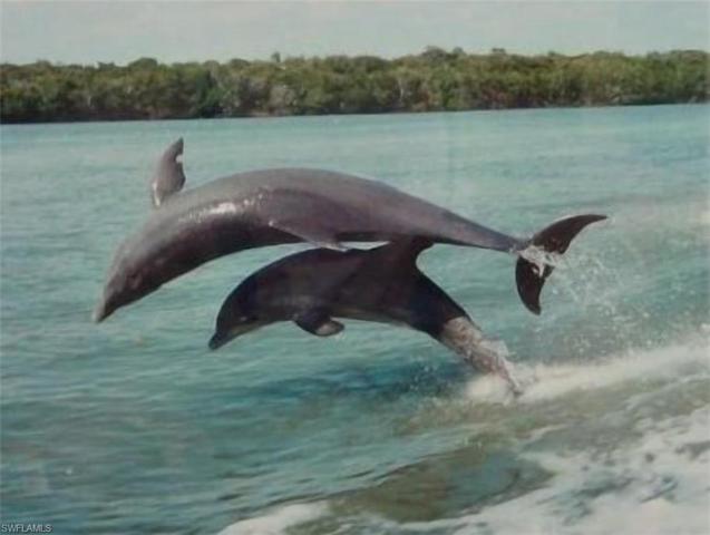 Dolphins