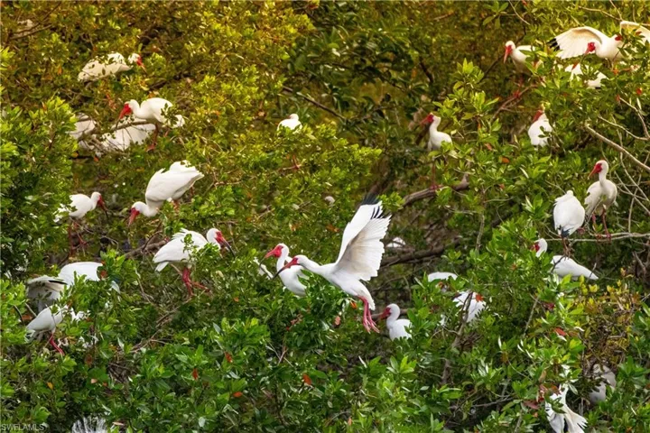Enjoy all of the different varieties of wild life within the community of Bonita Bay.