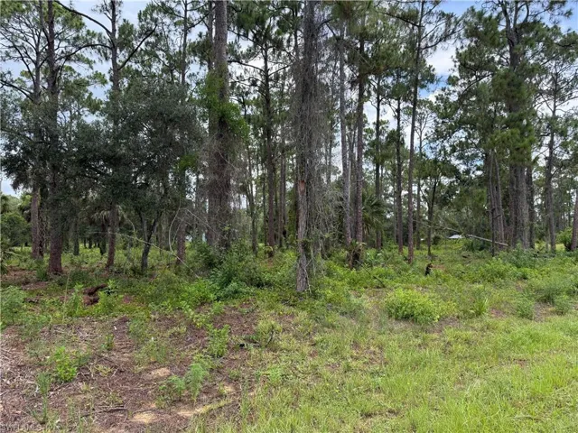 Expansive wooded lot featuring mature pine trees and lush undergrowth