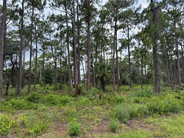 Wooded lot featuring mature pine trees and natural vegetation