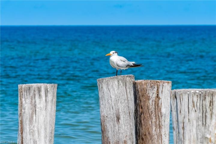 GULF OF MEXICO