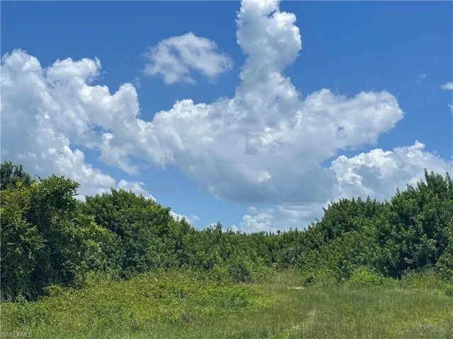 View of local wilderness