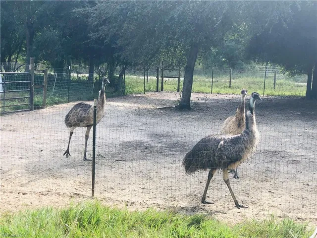 EMU FARM