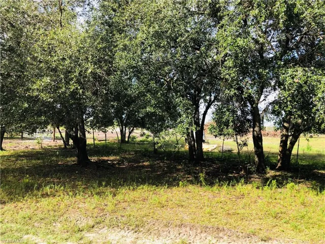 OAK TREES