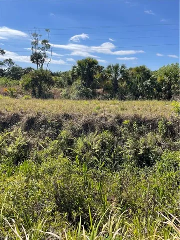 View of local wilderness