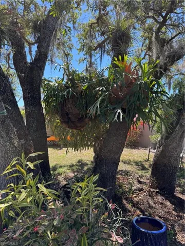 Stagahorn plants are hugh and healthy - Great spot for growing!