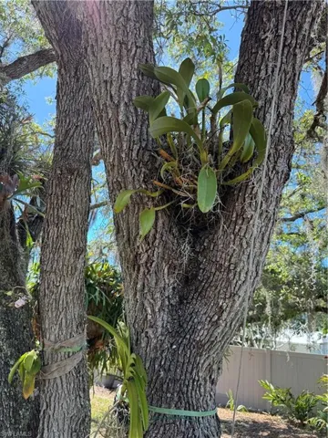 STAGHORN FERN will remain.