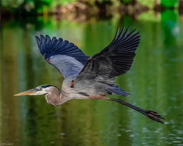 Collier's Reserve Is an Audubon Sanctuary Community.