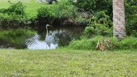 Sandhill Crane enjoying Indian Creek