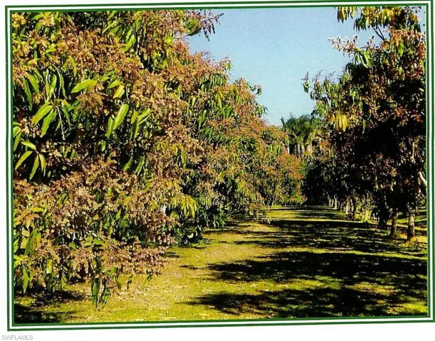 Property surrounded by 6 acre organic grove