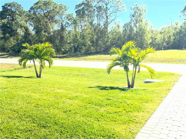 New Palms!