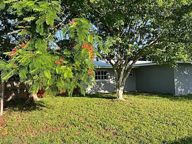 Back yard