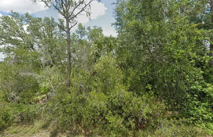 View of local wilderness