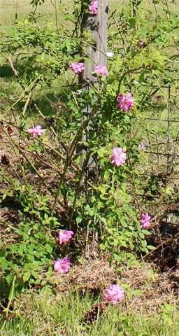 Variety of Old World Roses
