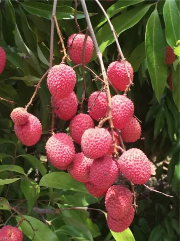 Lychee Tree