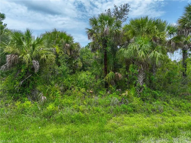 View of local wilderness