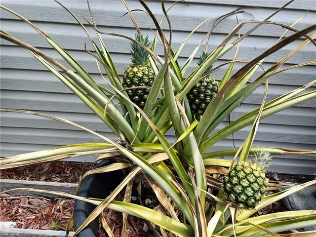PINEAPPLES